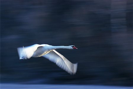 simsearch:700-00168646,k - Mute Swan in Flight Stock Photo - Premium Royalty-Free, Code: 600-00911081