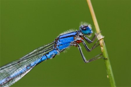 damselfly - Close-Up of Damselfly Stock Photo - Premium Royalty-Free, Code: 600-00934018