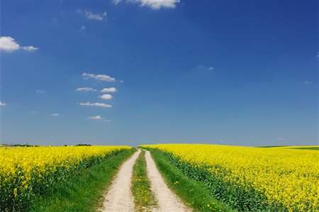 simsearch:600-03171596,k - Path in Canola Field, Bavaria, Germany Stock Photo - Premium Royalty-Free, Code: 600-00934917