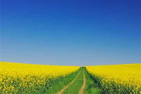 simsearch:600-03171596,k - Path in Canola Field, Bavaria, Germany Stock Photo - Premium Royalty-Free, Code: 600-00934921