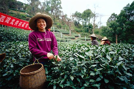 Woman Picking Tea, Hangzhou, China Stock Photo - Premium Royalty-Free, Code: 600-00935015