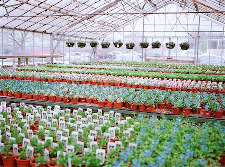 Potted Plants in Greenhouse Stock Photo - Premium Royalty-Free, Code: 600-00933870