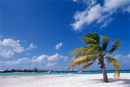 simsearch:600-02046089,k - Palm Tree on Beach, Cayman Islands Stock Photo - Premium Royalty-Free, Code: 600-00933913