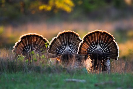 strutting - Rio Grande Wild Turkeys Stock Photo - Premium Royalty-Free, Code: 600-00933974