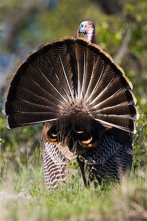 strutting - Rio Grande Wild Turkey Stock Photo - Premium Royalty-Free, Code: 600-00933970