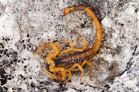 scorpion animal - Scorpion on Rock Stock Photo - Premium Royalty-Free, Code: 600-00933988