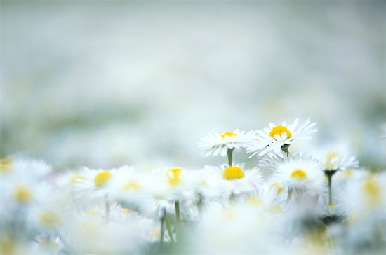 Field+of+daisies+wallpaper