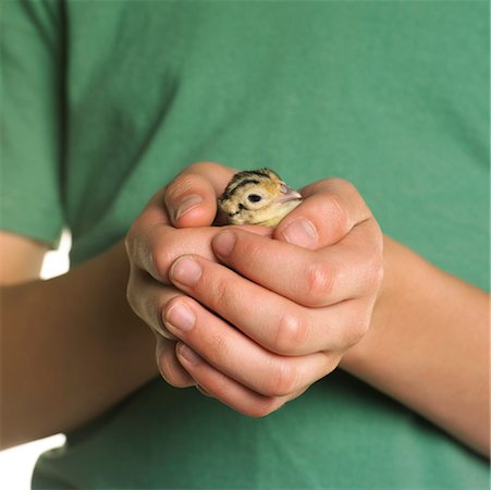 Close-Up of Person Holding Pheasant Chick Stock Photo - Premium Royalty-Free, Code: 600-00954478
