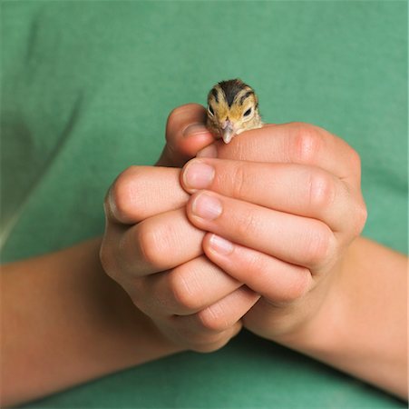 Close-Up of Person Holding Pheasant Chick Stock Photo - Premium Royalty-Free, Code: 600-00954479
