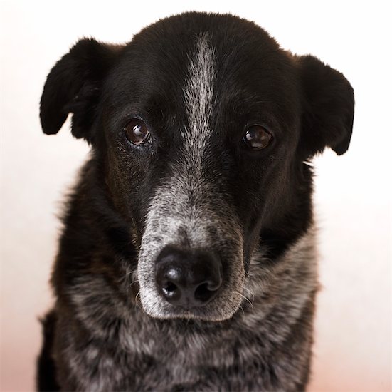 heeler mix dog. Border Collie, Heeler Mix