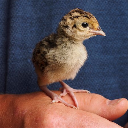 Close-Up of Person Holding Pheasant Chick Stock Photo - Premium Royalty-Free, Code: 600-00954480