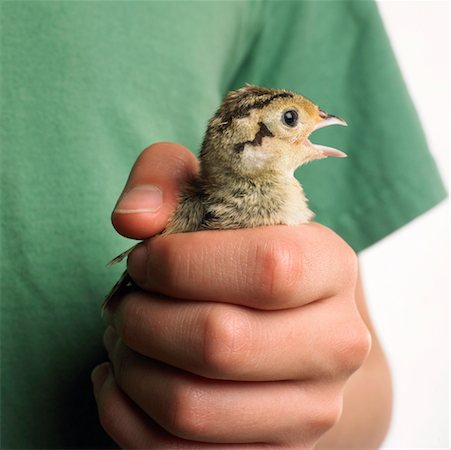 Close-Up of Person Holding Pheasant Chick Stock Photo - Premium Royalty-Free, Code: 600-00954481
