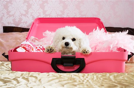 funny luggage - Dog Inside Suitcase Stock Photo - Premium Royalty-Free, Code: 600-00954690