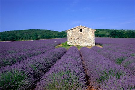 Lavender Field Near St-Christol, Provence, France Stock Photo - Premium Royalty-Free, Code: 600-01014379