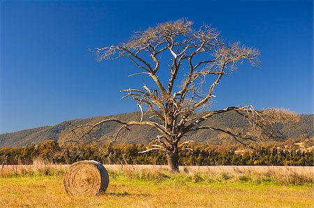 simsearch:600-02886528,k - Bare Eucalyptus Tree on Pasture, Marysville, Victoria, Australia Foto de stock - Sin royalties Premium, Código: 600-01014607