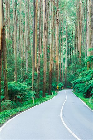 simsearch:600-01604007,k - Road Through Mountain Ash Forest, Yarra Ranges National Park, Victoria, Australia Stock Photo - Premium Royalty-Free, Code: 600-01014628