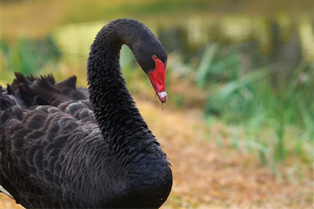 simsearch:600-00865387,k - Black Swan, Western Plains Zoo, Dubbo, New South Wales, Australia Stock Photo - Premium Royalty-Free, Code: 600-01014639