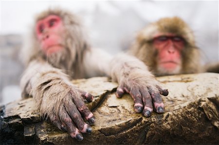 simsearch:600-01015188,k - Japanese Macaques Stock Photo - Premium Royalty-Free, Code: 600-01015119