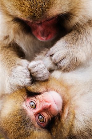 Mother Japanese Macaque Grooming Baby Stock Photo - Premium Royalty-Free, Code: 600-01015126