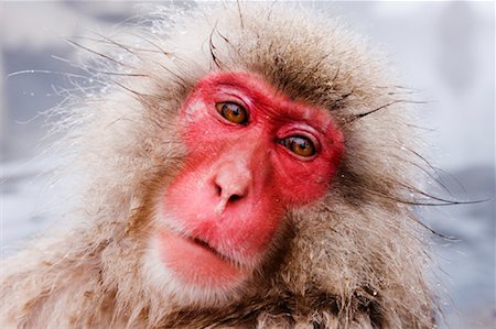 Portrait of Japanese Macaque Stock Photo - Premium Royalty-Free, Code: 600-01015129