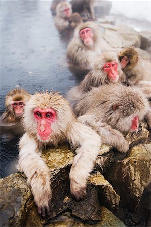 simsearch:600-01015188,k - Portrait of Japanese Macaques Stock Photo - Premium Royalty-Free, Code: 600-01015135