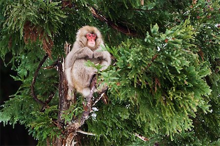 simsearch:600-01015188,k - Japanese Macaque in Tree Stock Photo - Premium Royalty-Free, Code: 600-01015136