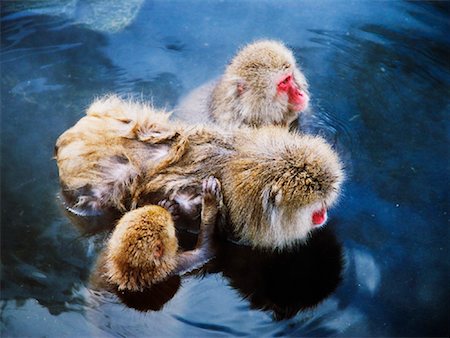 Japanese Macaques in Hot Springs Stock Photo - Premium Royalty-Free, Code: 600-01015139