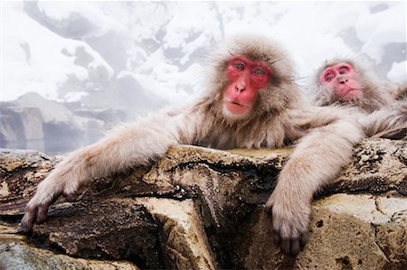 simsearch:600-01015188,k - Portrait of Japanese Macaque Stock Photo - Premium Royalty-Free, Code: 600-01015131