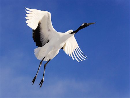 simsearch:700-00168646,k - Red-crowned Crane in Flight Stock Photo - Premium Royalty-Free, Code: 600-01015155