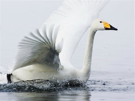 simsearch:700-00168646,k - Whooper Swan Landing in Water Stock Photo - Premium Royalty-Free, Code: 600-01015165