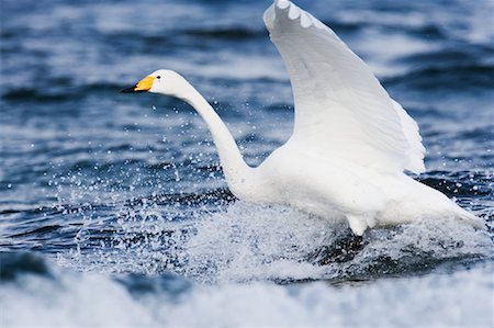 simsearch:700-00168646,k - Whooper Swan Landing in Water Stock Photo - Premium Royalty-Free, Code: 600-01015162