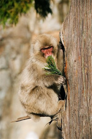 simsearch:600-01015188,k - Japanese Macaque Climbing Tree, Eating Leaves Stock Photo - Premium Royalty-Free, Code: 600-01015178