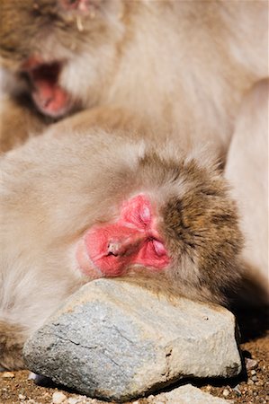 simsearch:600-01015188,k - Japanese Macaque Sleeping Stock Photo - Premium Royalty-Free, Code: 600-01015182