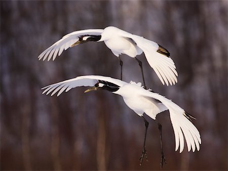 Red Crowned Cranes, Akan International Crane Center, Hokkaido, Japan Stock Photo - Premium Royalty-Free, Code: 600-01015202