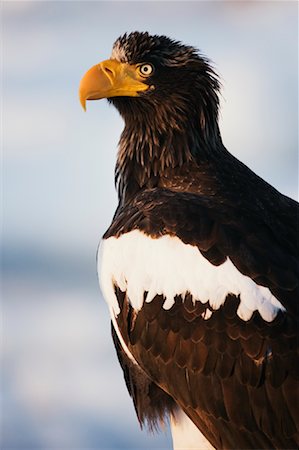 staring eagle - Sea Eagle, canal de Nemuro, Rausu, Hokkaido, Japon de Steller Photographie de stock - Premium Libres de Droits, Code: 600-01015214