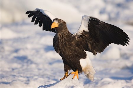 staring eagle - Sea Eagle, canal de Nemuro, Rausu, Hokkaido, Japon de Steller Photographie de stock - Premium Libres de Droits, Code: 600-01015220