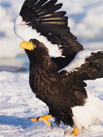 staring eagle - Sea Eagle, canal de Nemuro, Rausu, Hokkaido, Japon de Steller Photographie de stock - Premium Libres de Droits, Code: 600-01015223