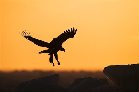 simsearch:700-00168646,k - Silhouette of White-tailed Eagle, Nemuro Channel, Rausu, Hokkaido, Japan Stock Photo - Premium Royalty-Free, Code: 600-01015234