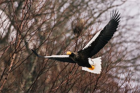 simsearch:700-00168646,k - Steller's Sea Eagle, Shiretoko Peninsula, Hokkaido, Japan Stock Photo - Premium Royalty-Free, Code: 600-01015242