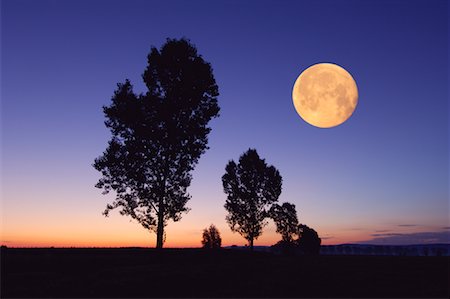 Trees and Full Moon, Bavaria, Germany Stock Photo - Premium Royalty-Free, Code: 600-01030138