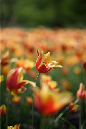 Tulips Stock Photo - Premium Royalty-Free, Code: 600-01042612