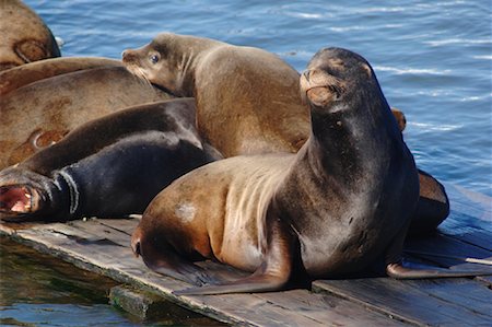 simsearch:400-04533218,k - Seals Sunning Themselves Stock Photo - Premium Royalty-Free, Code: 600-01072973