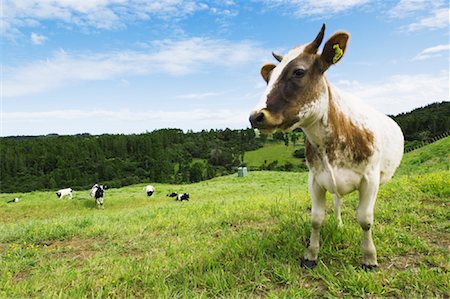 Cows in Field, New Zealand Foto de stock - Sin royalties Premium, Código: 600-01083956