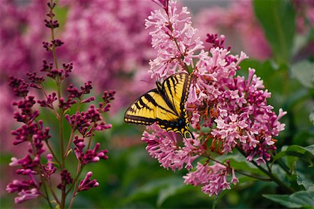 simsearch:700-00194432,k - Swallowtail Butterfly on Lilac Blossom Stock Photo - Premium Royalty-Free, Code: 600-01083980