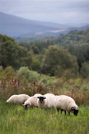 simsearch:700-08167275,k - Sheep in Pasture, Scotland Stock Photo - Premium Royalty-Free, Code: 600-01110636