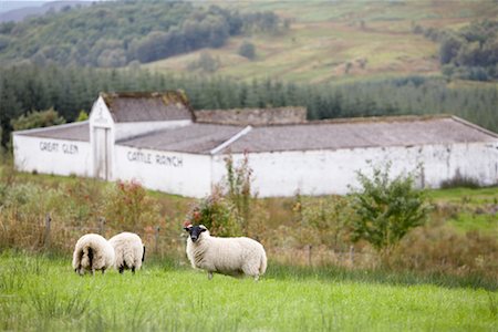 simsearch:700-08167275,k - Sheep in Pasture, Scotland Stock Photo - Premium Royalty-Free, Code: 600-01110637