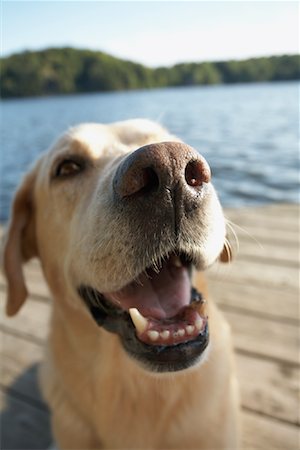 Dog Sitting on Dock, Three Mile Lake, Muskoka, Ontario, Canada Stock Photo - Premium Royalty-Free, Code: 600-01111434