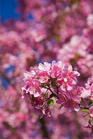 simsearch:600-02217145,k - Close-up of Crab Apple Tree Blossoms Stock Photo - Premium Royalty-Free, Code: 600-01112364