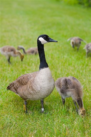 simsearch:700-00052822,k - Canada Geese Stock Photo - Premium Royalty-Free, Code: 600-01124234