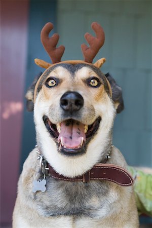 simsearch:600-03179193,k - Dog Wearing Antlers Stock Photo - Premium Royalty-Free, Code: 600-01124369